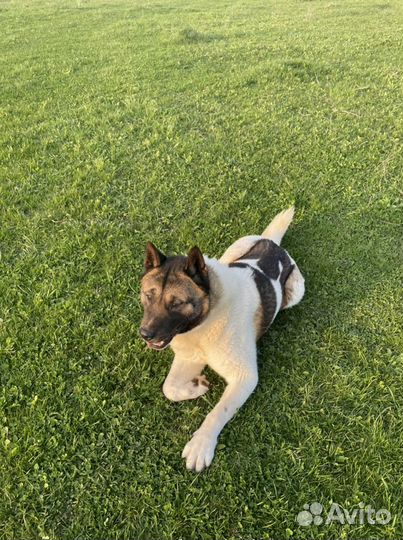 Американская акита вязка