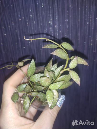 Хойя Лакуноза Langkawi