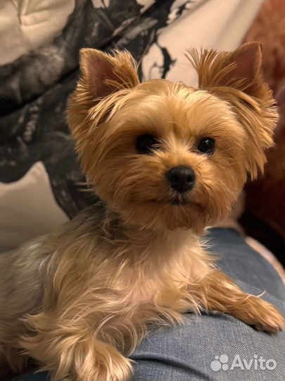 Вязка ищем жениха