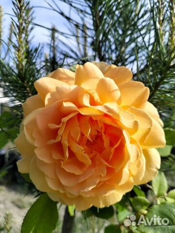 Кустовые розы саженцы