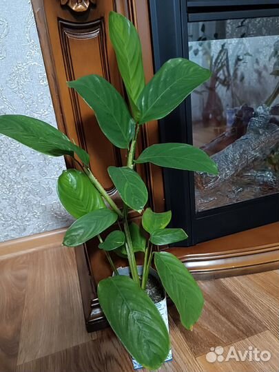 Комнатные растения цветы