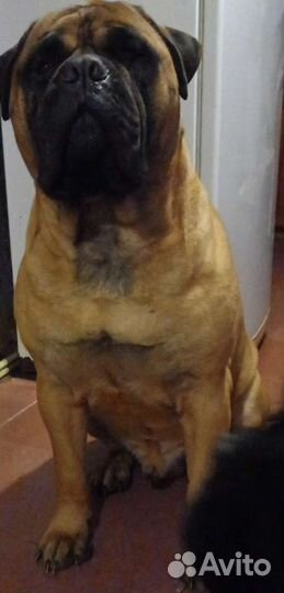 Бульмастиф