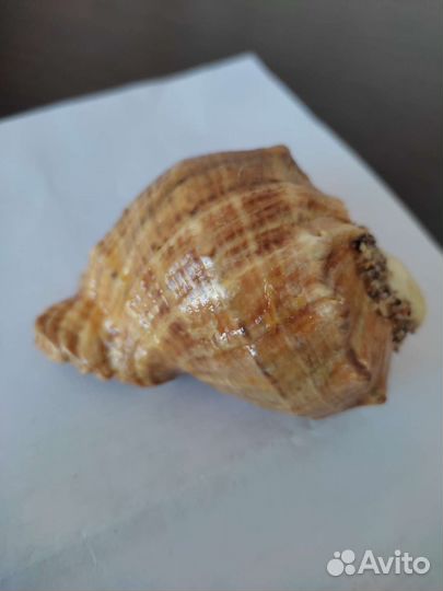 Сувенир морская раковина с крабиком