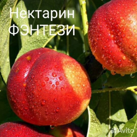 Плодовые деревья и саженцы