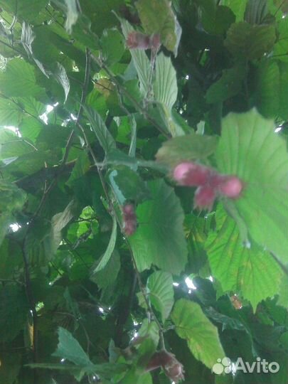 Саженцы персика,абрикоса,ореха Идеал в Ульяновске