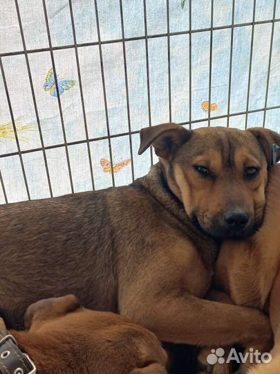 Собака в добрые руки