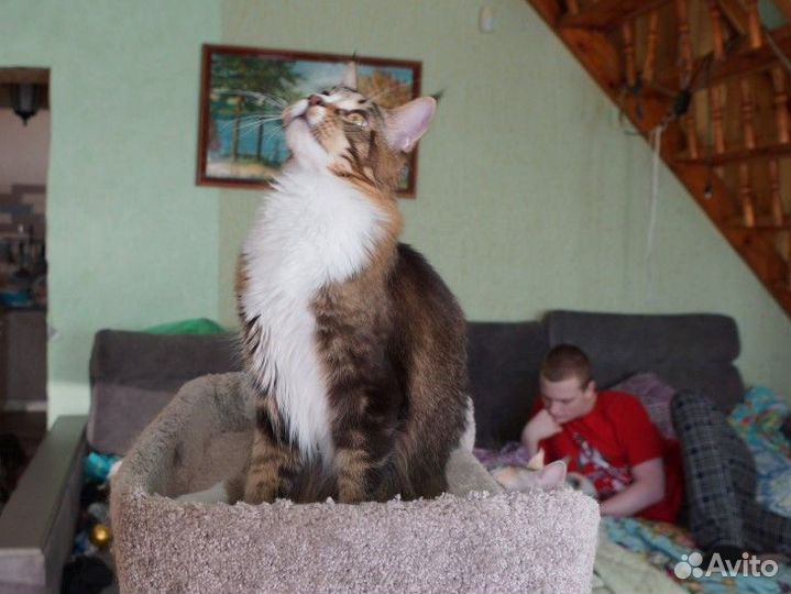 Супер котята