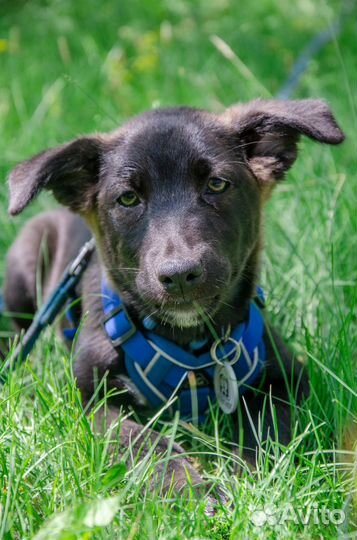 Собака Редис