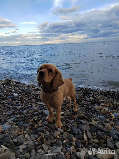 Кокер спаниель, случка