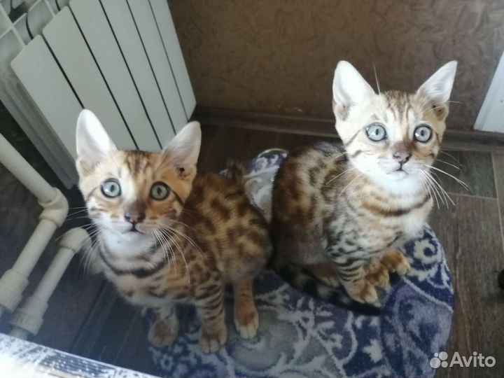 Бенгальская кошка