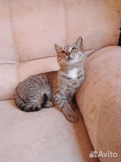 Котик молодой