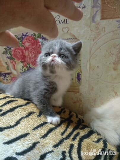 Котенок перс