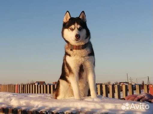 Хаски в добрые руки