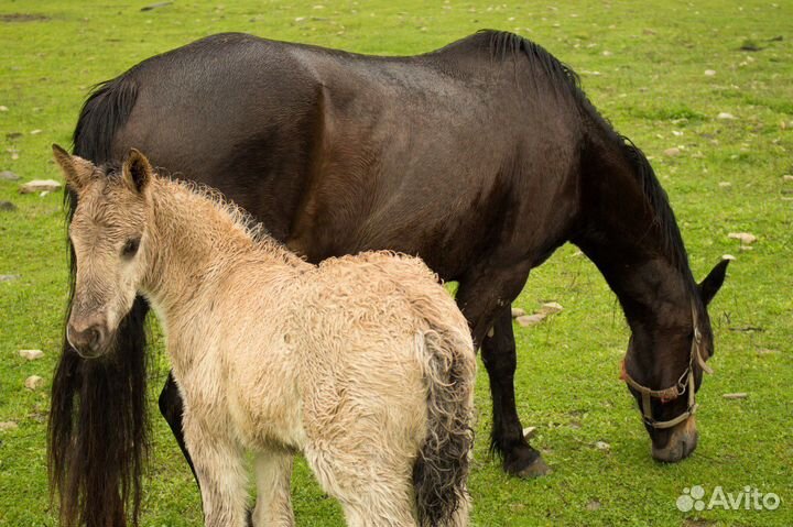 В продаже лошадь