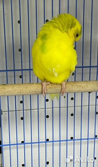 Волнистые попугаи