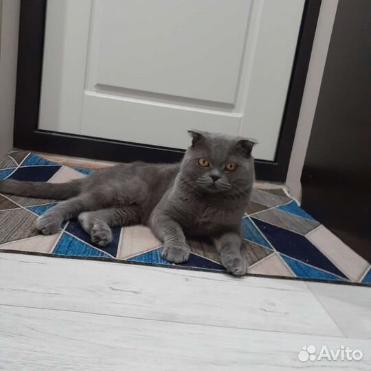 Британский вислоухий