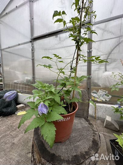 Саженцы клематисов (княжиков)