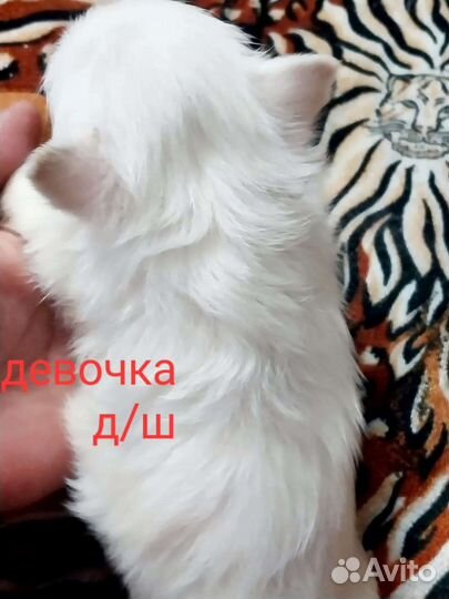 Чихуахуа Белоснежные
