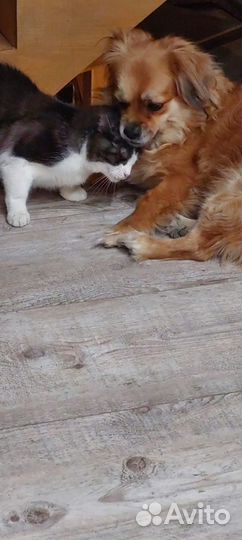 Кошка сама по себе