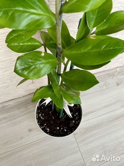 Замиокулькас