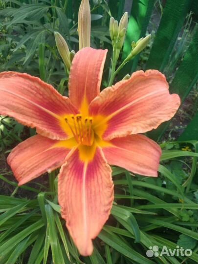 Ирисы, Рудбекия. Лилейник. Валериан Рябчик Анемона