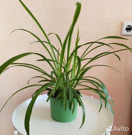 Хлорофитум