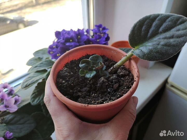 Фиалка многоцветковая фиолетовая