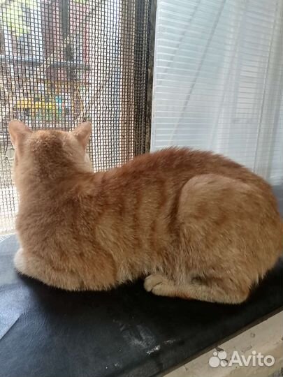 Ласковый котик