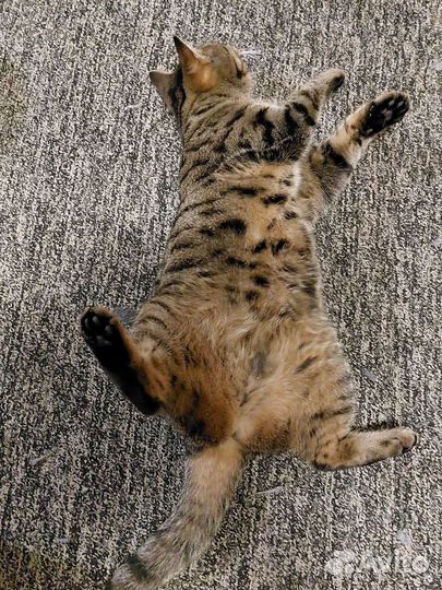 Передержка кошек, собак и грызунов/рептилий/птиц