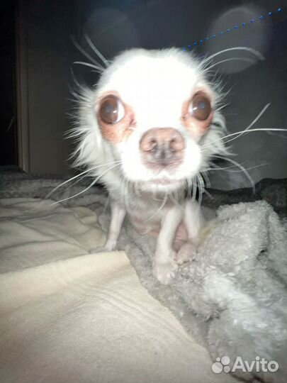 Маленькая собака