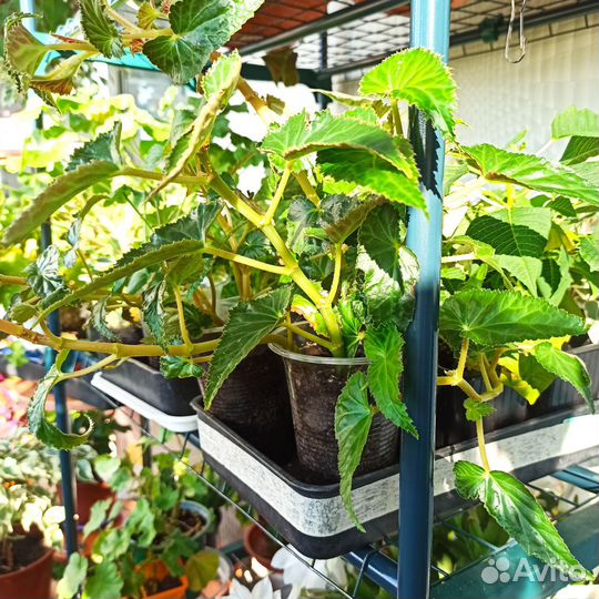 Комнатные растения цветы большие