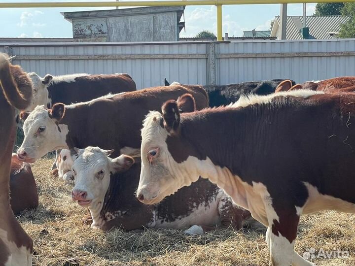 Бычки и Телки герефорд