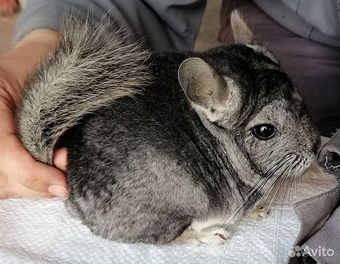 Шиншилла