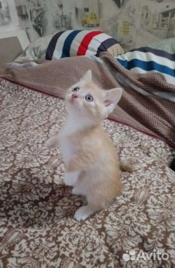 Кот в добрые руки