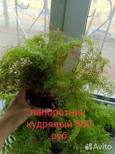 Комнатные цветы