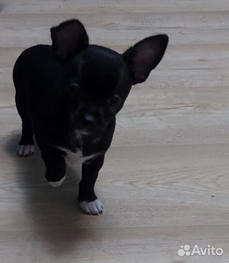 Щенки чихуахуа