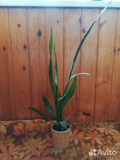 Сансевиерия