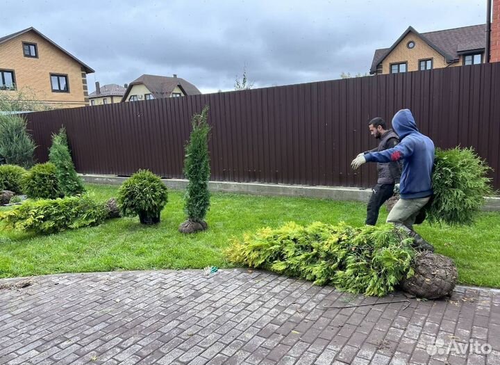 Можжевельник Пфитцериана