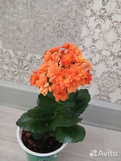 Каланхоэ цветущий