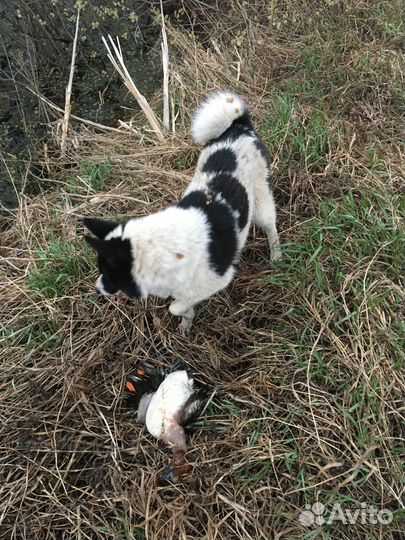 Русско европейская лайка