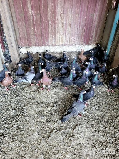 Голуби драконы, узбеки двухчубые