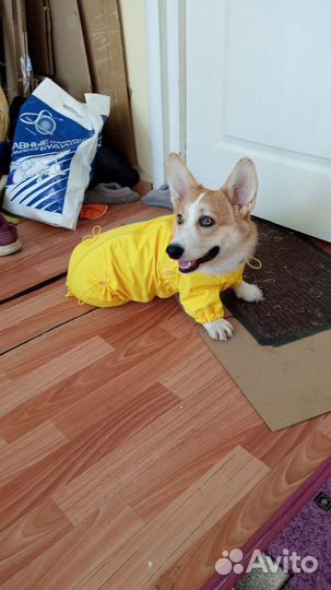 Комбинезон на собаку (корги). Торг уместен
