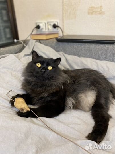 Кот в добрые руки