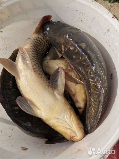 Аренда беседки и рыбалка