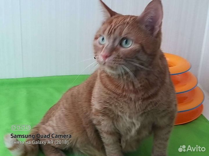 Огненно рыжая зеленоглазая молодая кошка в дар