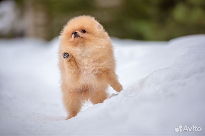 Померанский шпиц, мальчик и девочка, 3, 5 мес