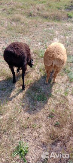 Продам баранов