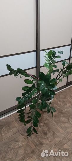 Замиокулькас