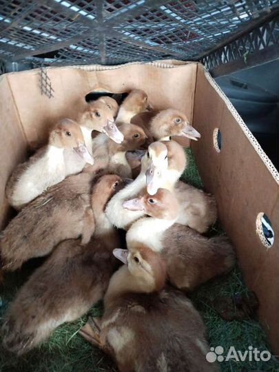 Утята мускусной утки