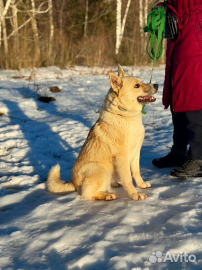 Собака Жан в добрые руки